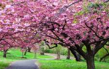 شعر نرم نرمک می رسد اینک بهار از اشعار فریدون مشیری