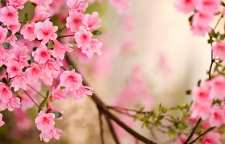 شعری زیبا از سعدی شیرازی در مورد بهار