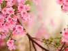 شعری زیبا از سعدی شیرازی در مورد بهار