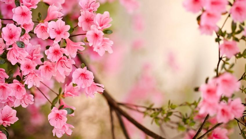 شعری زیبا از سعدی شیرازی در مورد بهار