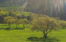 شعر بوی بهار از معینی کرمانشاهی