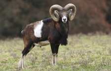 قوچ اوریال بزرگترین قوچ ایران