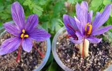 کاشت زعفران در خانه