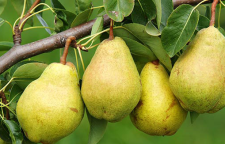 سوغات و صنایع دستی نطنز استان اصفهان