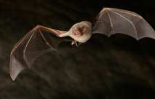 خفاش بال بلند