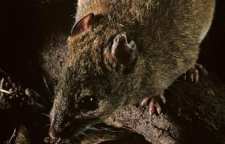 اولین پستاندار روی زمین در اثر تغییرات اقلیمی منقرض شد