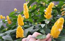 نحوه نگهداری گل مشعلی