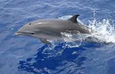دلفین فریزر از دلفین های خلیج فارس