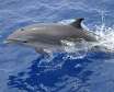دلفین فریزر از دلفین های خلیج فارس