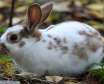 خرگوش اروپایی گونه ای از حیوانات خانگی و اهلی