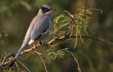 پرنده میوه خور