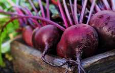 چغندر گیاهی موثر در کاهش فشار خون