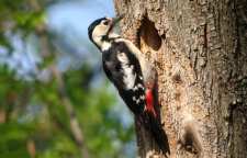 دارکوب بلوچی