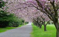 داستان و تاریخچه سبزه گره زدن