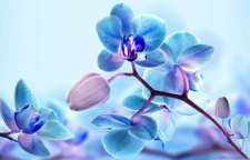 نحوه کاشت و پرورش گل ارکیده