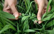 سنت گره زدن سبزه در سیزده بدر