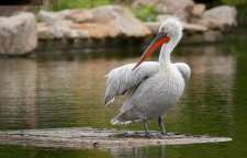 پلیکان پا خاکستری