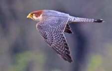 شاهین سر حنایی با پروازی زیبا و سریع