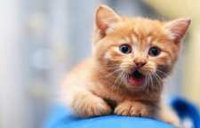 رفتار عجیب و غریب گربه ها