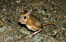 خرگوشگ نوعی خرگوش با دو لانه دائمی و موقتی