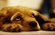 علت و نشانه های افسردگی در حیوانات خانگی