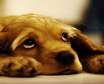 علت و نشانه های افسردگی در حیوانات خانگی