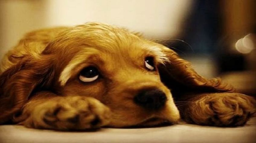 علت و نشانه های افسردگی در حیوانات خانگی