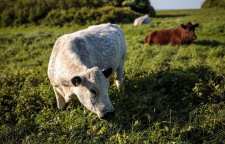 مزرعه ای که پیش از هر منطقه ی دیگری در جهان از فناوری 5G استفاده می کند