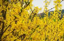 معرفی گل یاس زرد