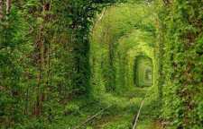 روایتی از رسول خدا در مورد افرادی که بی حساب وارد بهشت می شوند