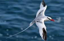 نوک سرخ دریایی پلیکانی با پرواز پرتوان