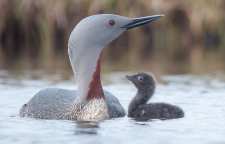 غواص گلو سرخ کوچکترین پرنده از تیره غواصیان
