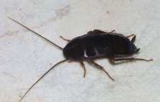 ترفند از بین بردن سوسک فرش