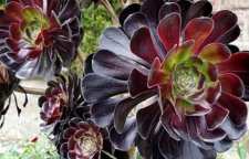 شرایط نگهداری گل آئونیوم