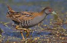 یلوه نوک سبز