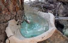 خواص سقز یا آدامس طبیعی