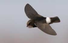 باد خورک کوچک