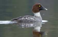 اردک چشم طلایی