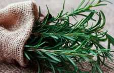 کاشت و نگهداری گیاه رزماری