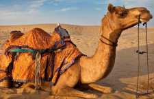 ریشه و کاربرد ضرب المثل کینه شتری