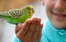 فواید نگهداری پرندگان خانگی در منزل