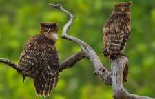 جغد ماهی خوار