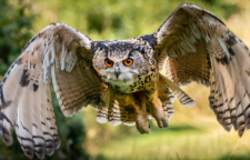 شاه بوف بزرگترین جغد خاورمیانه