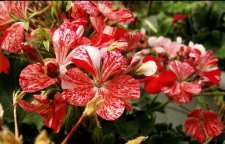 شعر زیبای هوا هوای بهار است از فریدون مشیری شاعر معاصر