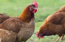 معمای فکری محکوم و کشتن مرغ