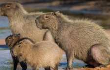 برگچه خوار نوعی حیوان خانگی عجیب