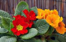 معرفی گل زینتی پامچال