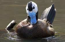 اردک سر سفید