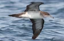 کبوتر دریایی دم باریک