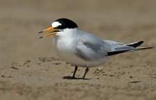 پرستو دریایی خلیج فارس